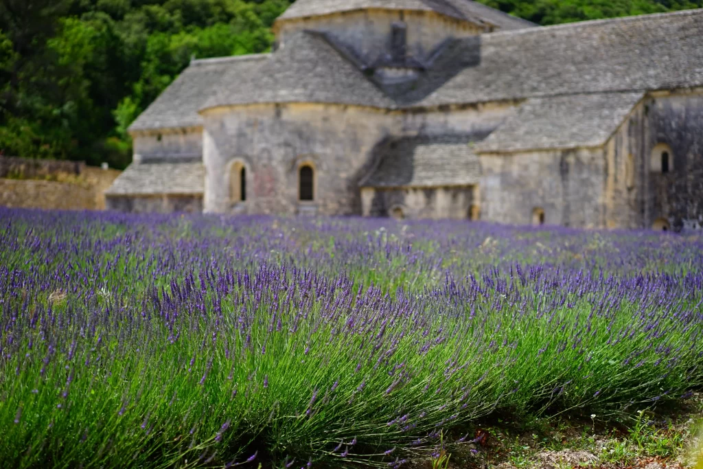 Purple Lavender Bushes Blooming gray Field