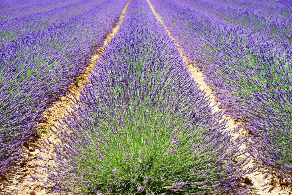 Purple Lavender Bushes Blooming gray Rows