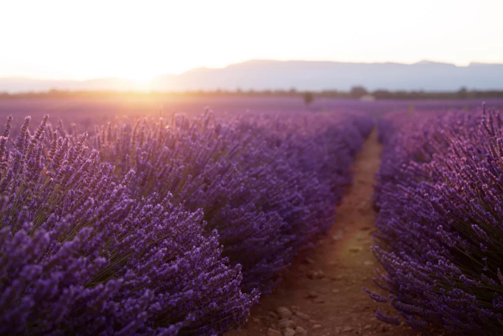 Purple Lavender Bushes Blooming Sunset Field