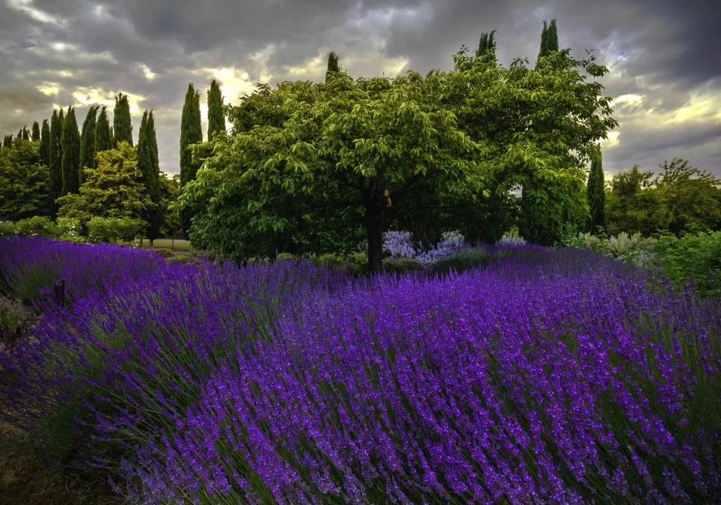 Purple Lavender Bushes Blooming Green Leaves Sky