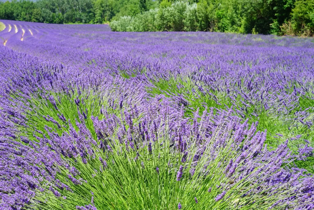 Purple Lavender Bushes Blooming Field Greenery