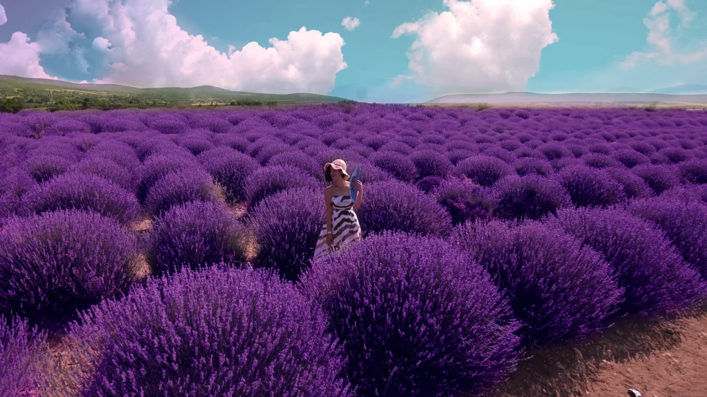 Purple Lavender Bushes Field Blooming