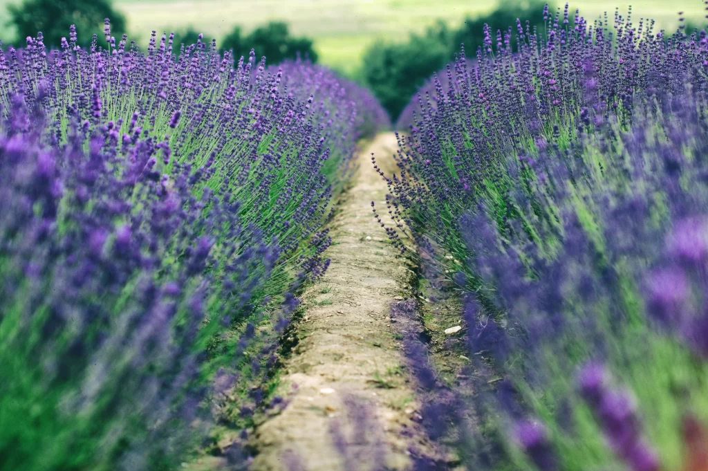 Purple Lavender Bushes Pathway Greenery