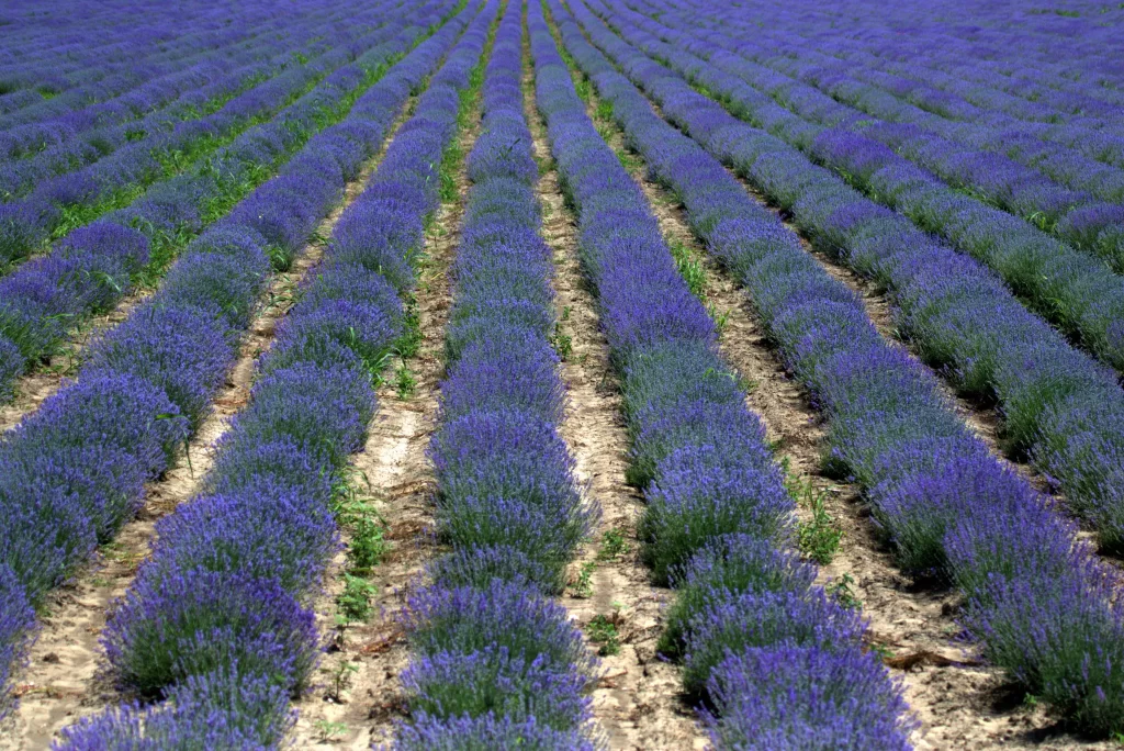 Purple Lavender Bushes Rows Blooming gray Field