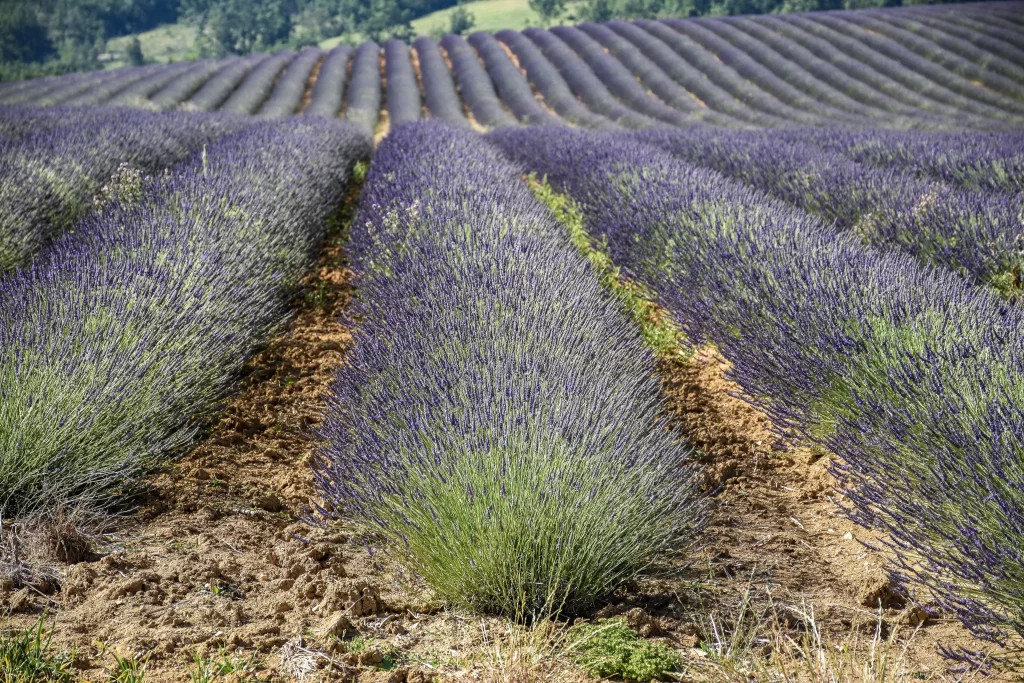 Purple Lavender Bushes Rows Blooming gray Field