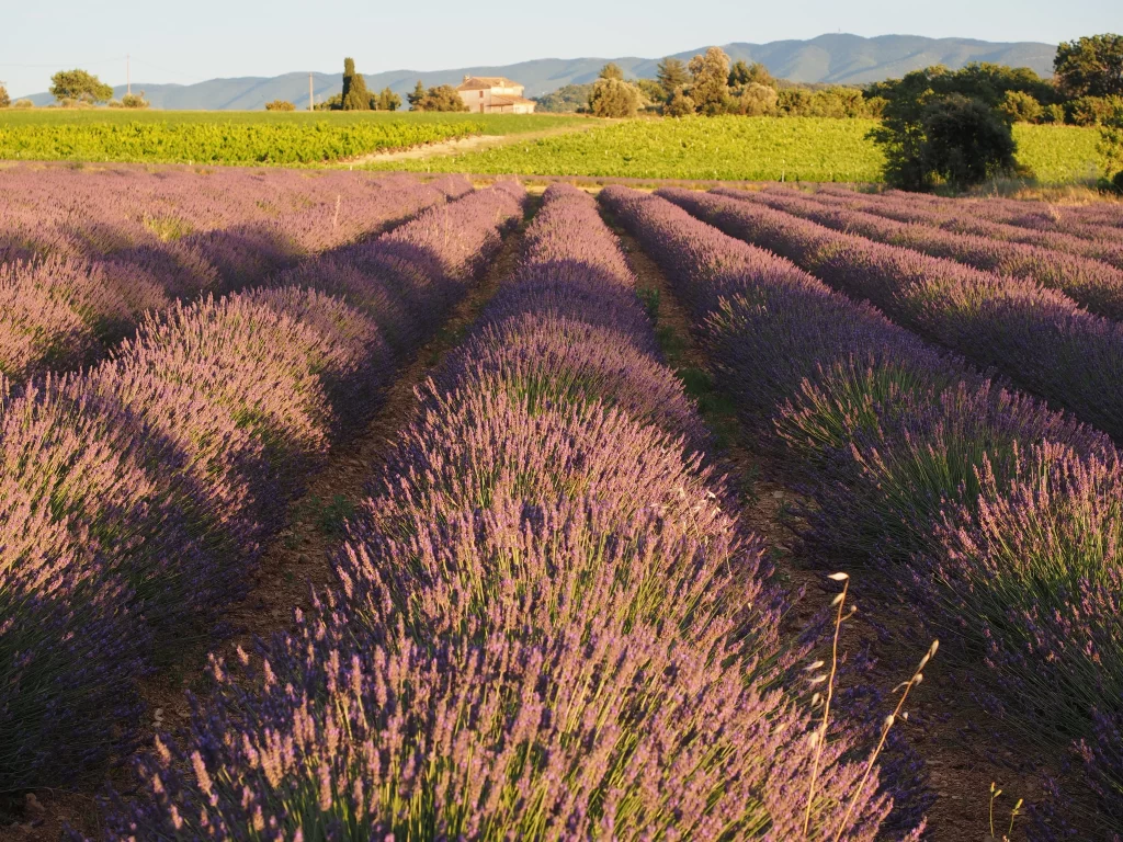 Purple Lavender Bushes Rows Blooming gray Field