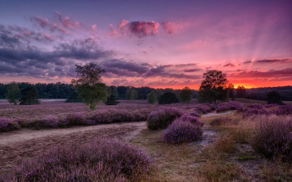 Purple Lavender Bushes Sunset Sky Clouds