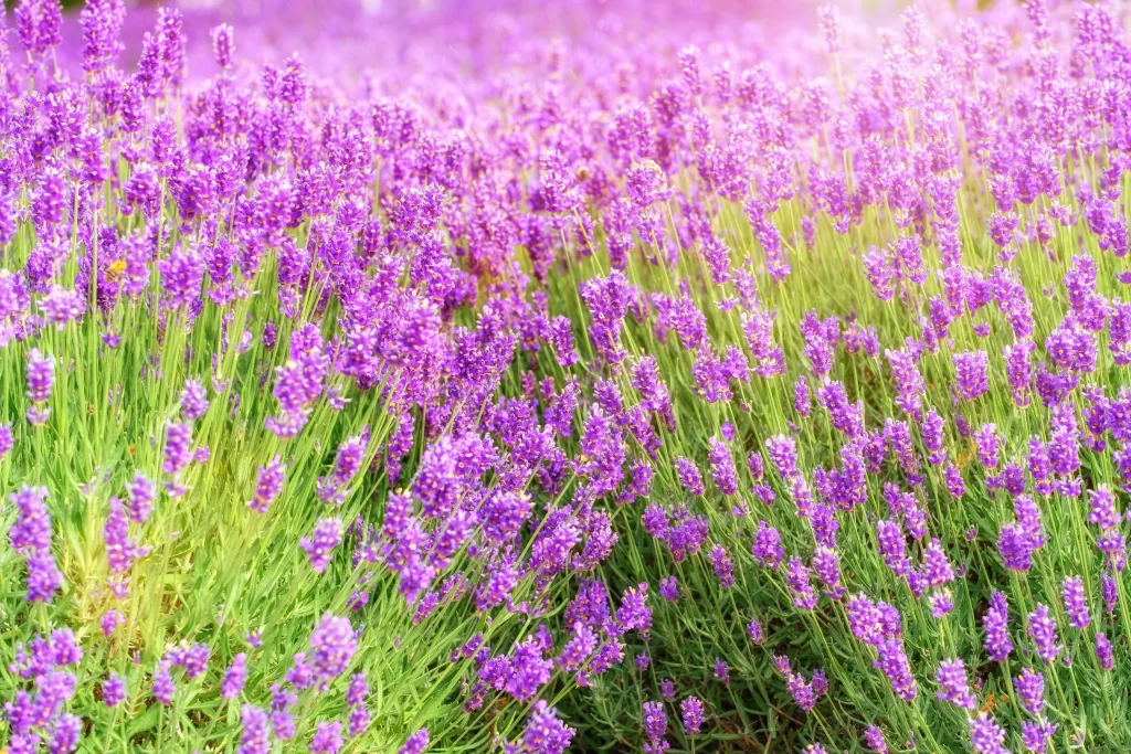 Purple Lavender Bushy Blooms Green warm Stems