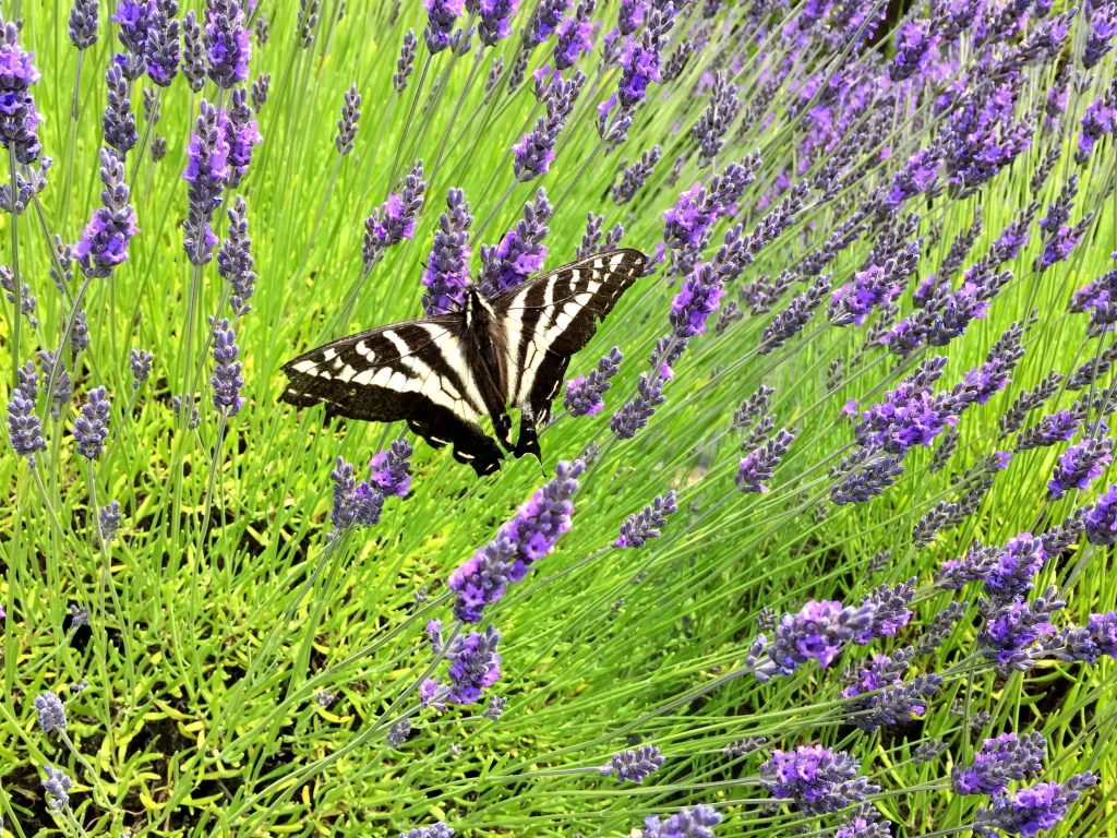Purple Lavender Bushy Blooms Green warm Stems