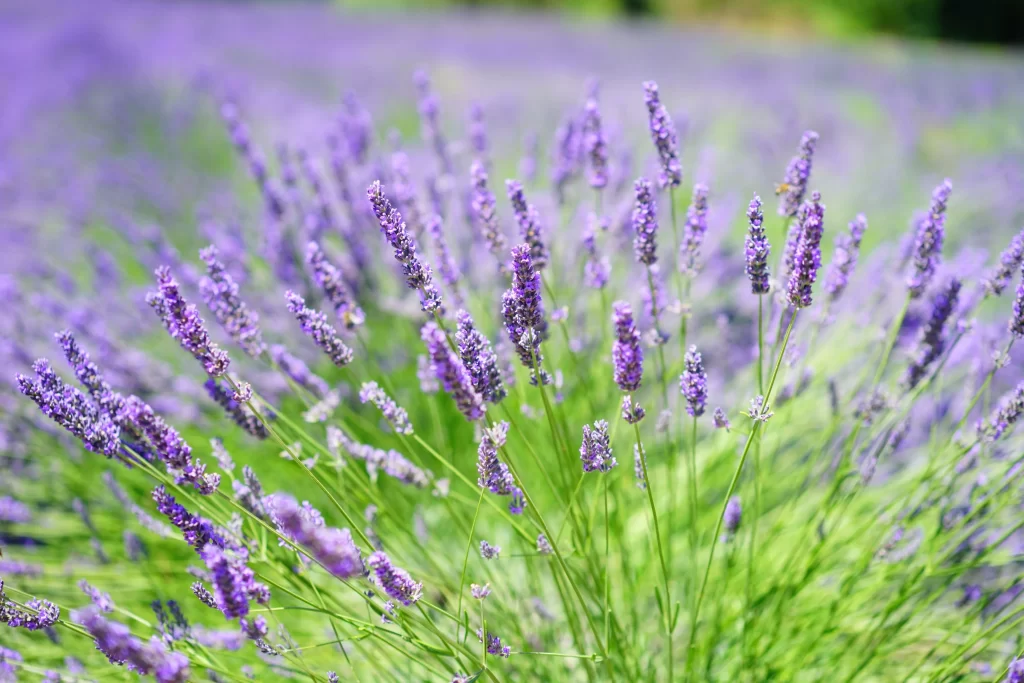 Purple Lavender Bushy Blooms Green gray Stems