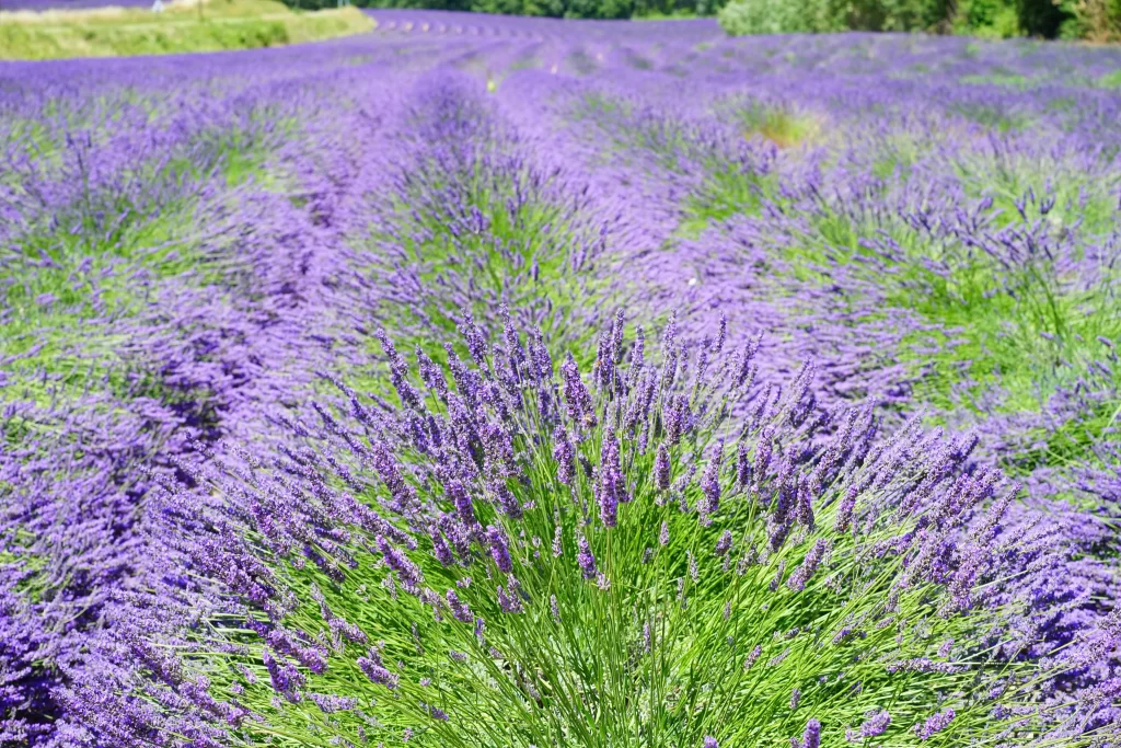 Purple Lavender Bushy Blooms gray Field