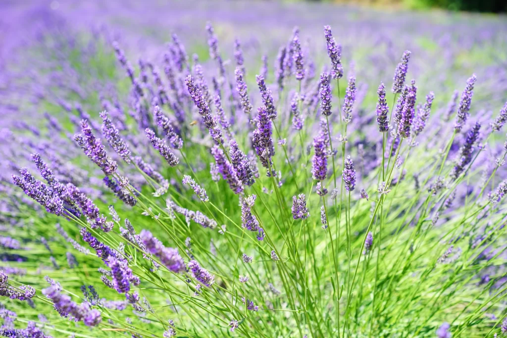 Purple Lavender Bushy Blooms Green gray Stems