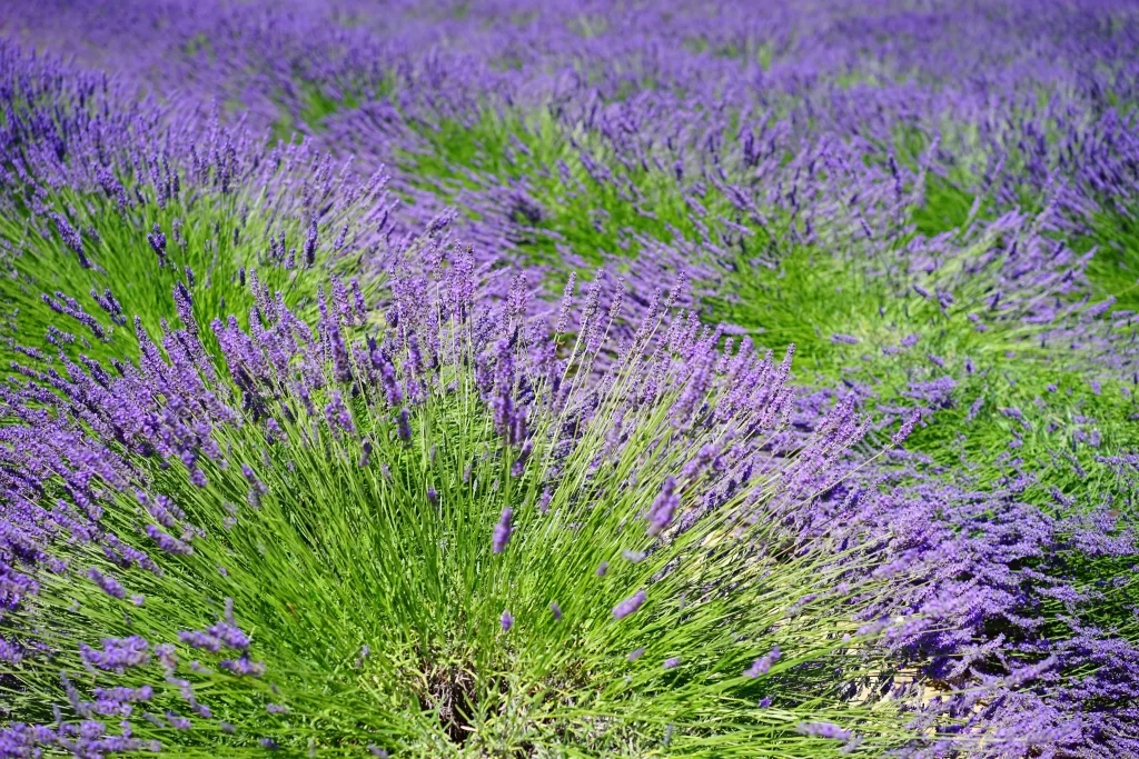 Purple Lavender Bushy Blooms Green Leaves