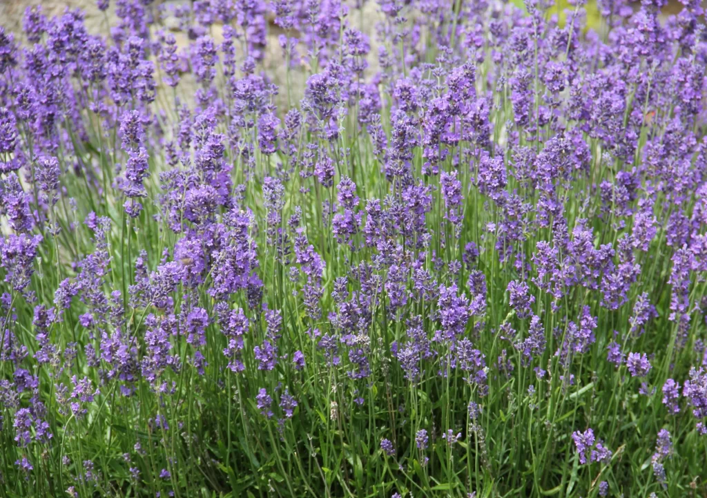 Purple Lavender Bushy Blooms Green gray Stems