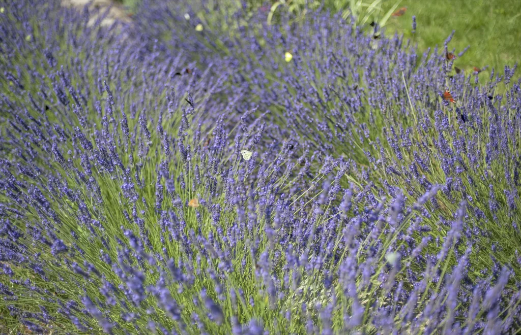 Purple Lavender Bushy Dense gray Greenery