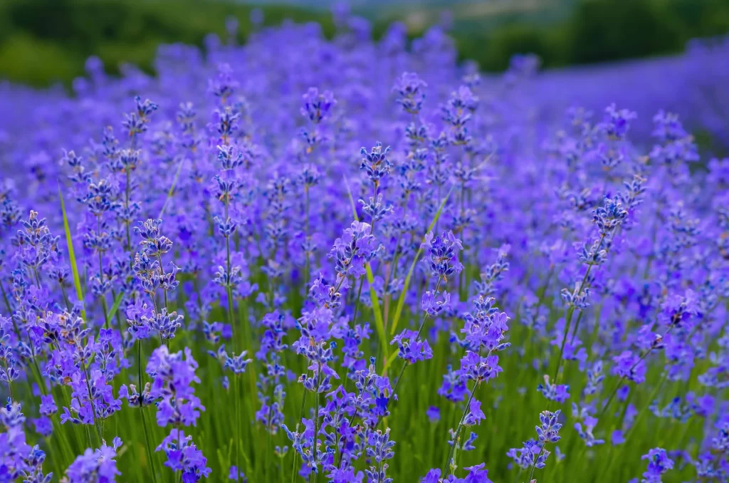 Purple Lavender Bushy Dense cool Greenery