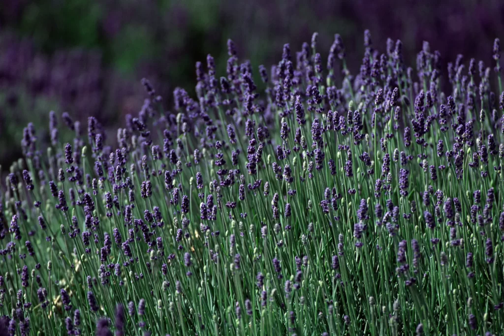 Purple Lavender Bushy Dense Green Stems