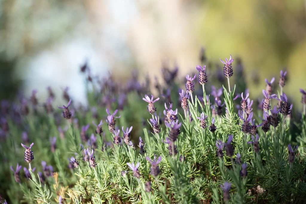 Purple Lavender Bushy Green Stems Sunlit