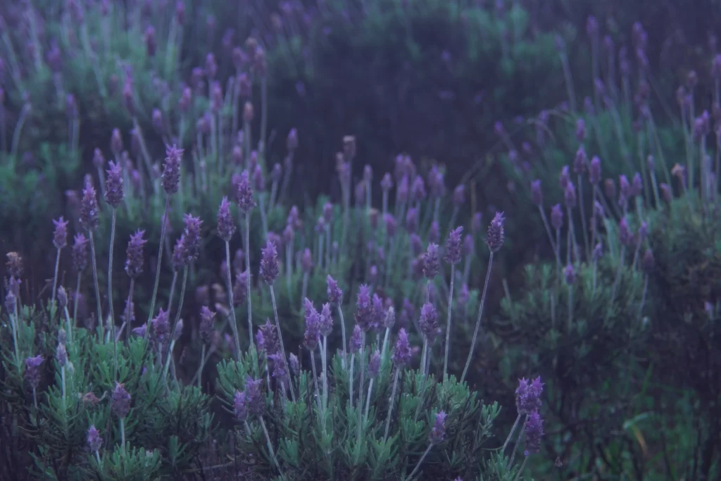 Purple Lavender Bushy Green Stems Blooming