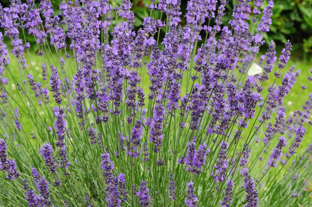 Purple Lavender Bushy Stems Blooming