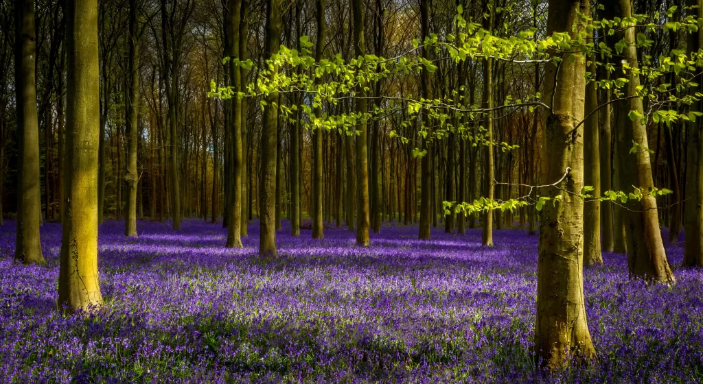 Purple Lavender Carpet Dense Forest Green Leaves
