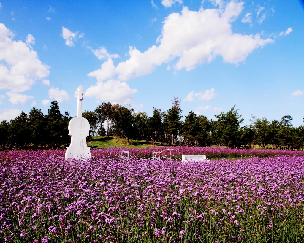 Purple Lavender Field Blooms gray Scenic