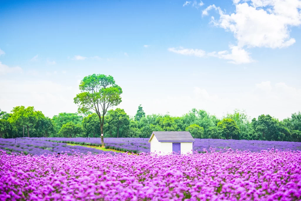 Purple Lavender Field Blooming Sky