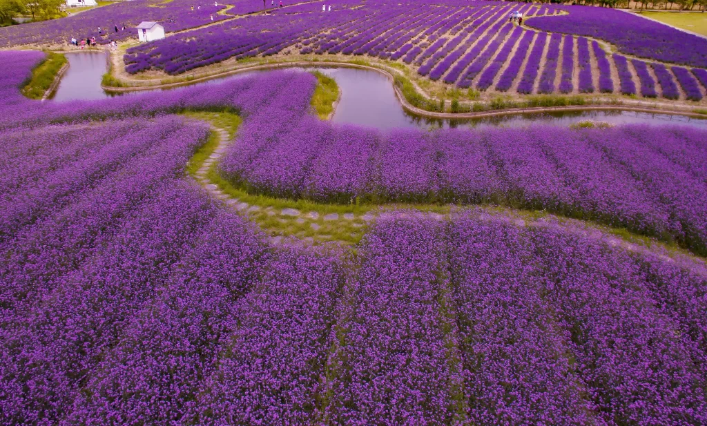 Purple Lavender Field Blooming Pathway