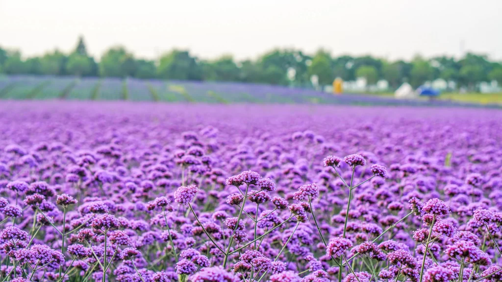 Purple Lavender Field Blooms Nature