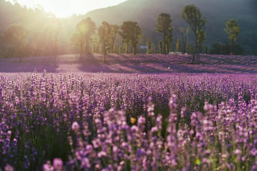 Purple Lavender Field Blooming Sunlight