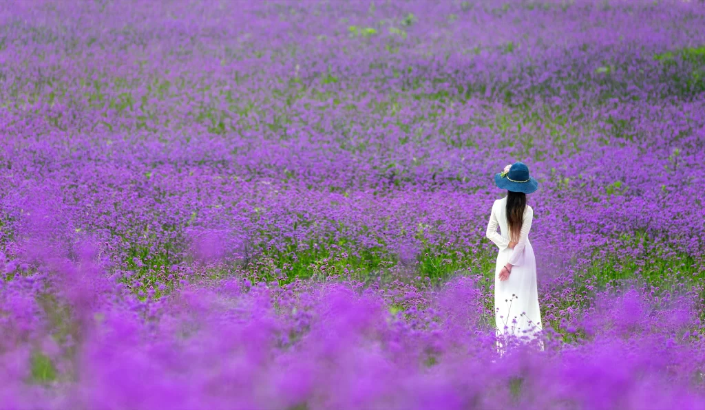Purple Lavender Field Blooming Scenic