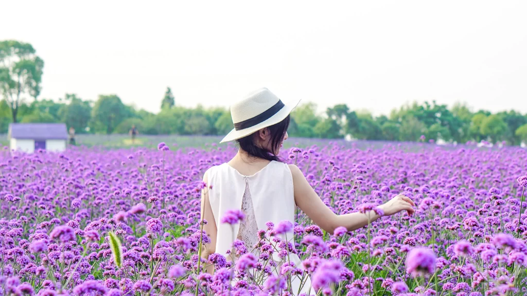 Purple Lavender Field Blooms gray Scenic