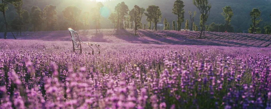 Purple Lavender Field Blooms Sunlight Trees