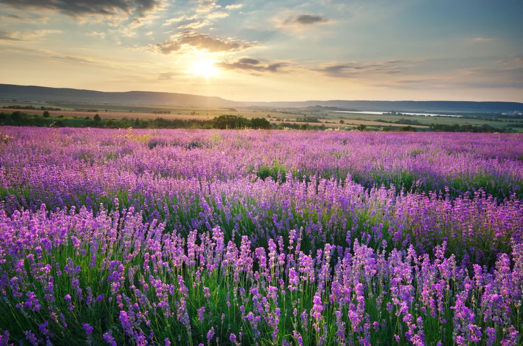 Purple Lavender Field Blooming Sunset