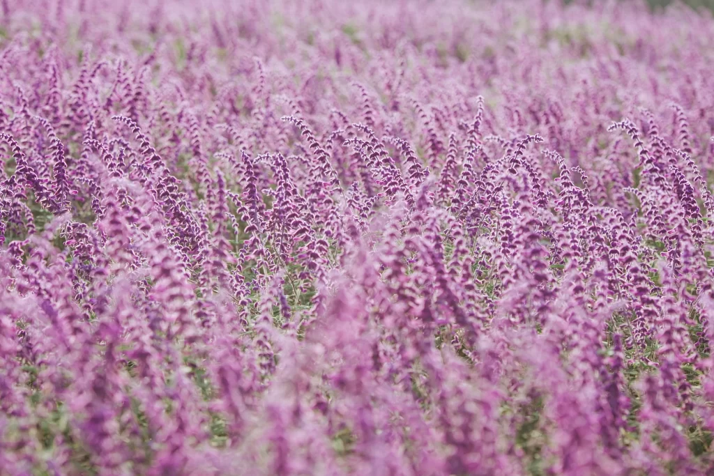 Purple Lavender Field Blooming
