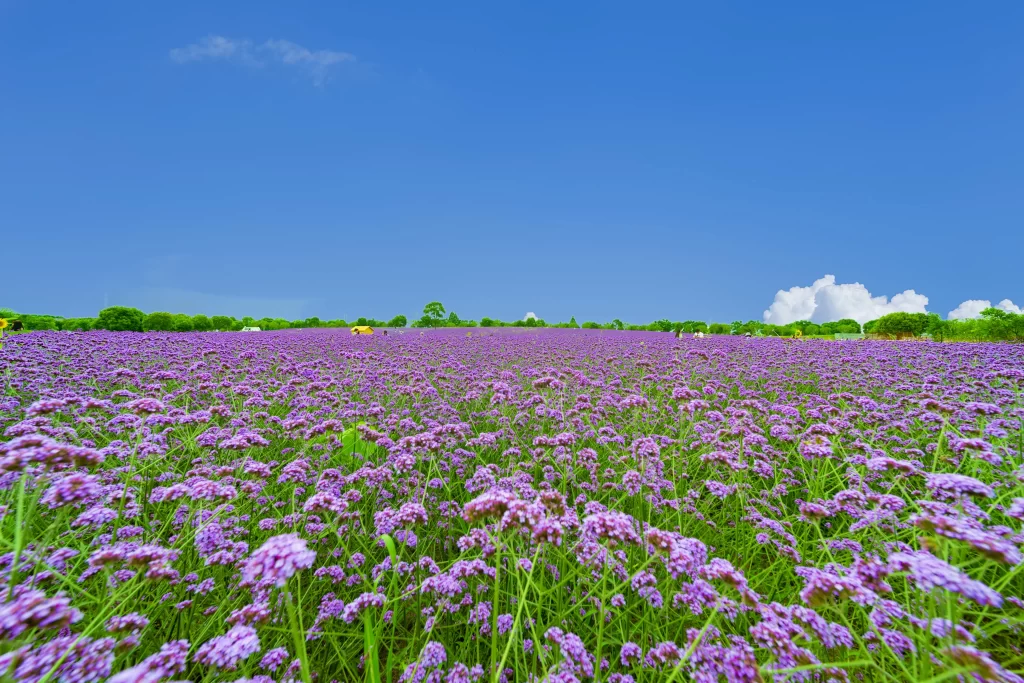 Purple Lavender Field Blooms Sky Green