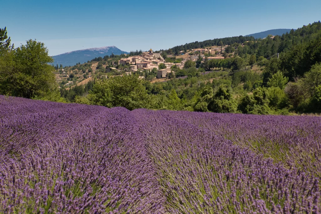 Purple Lavender Field Blooming Hillside