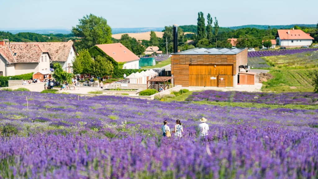 Purple Lavender Field Blooms Scenic Rural