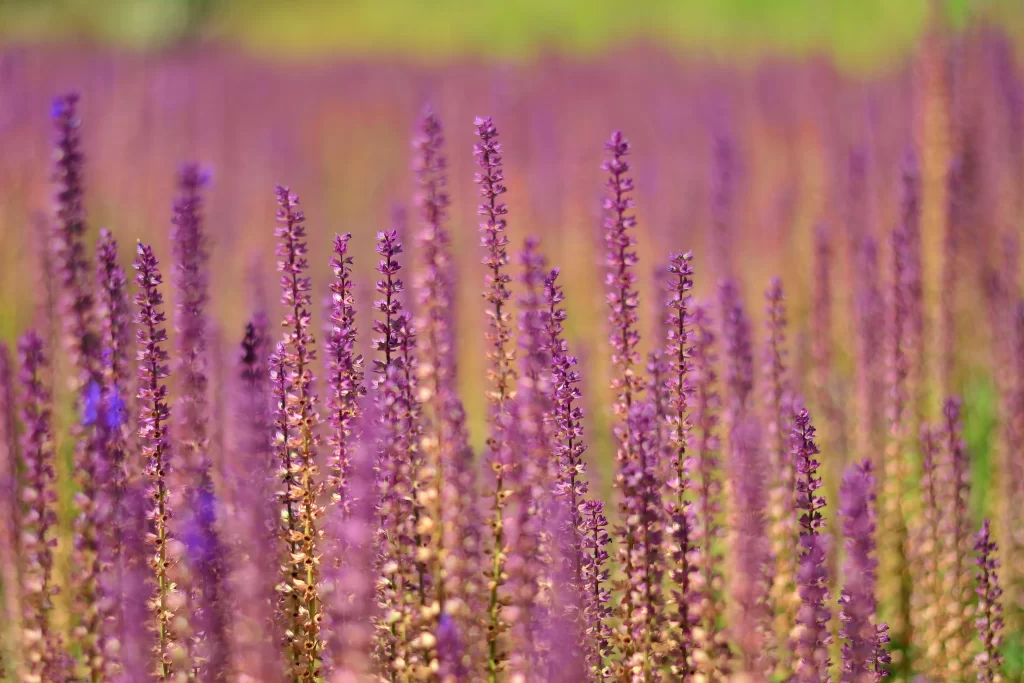 Purple Lavender Field Blooming warm Flowers