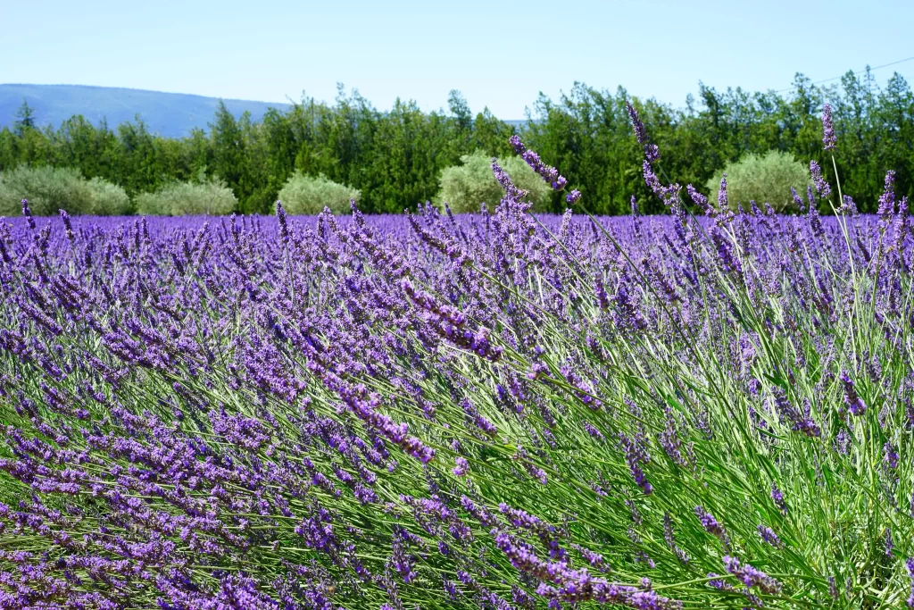 Purple Lavender Field Blooms gray Greenery