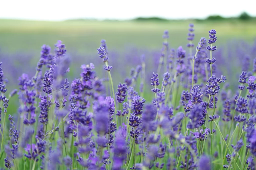 Purple Lavender Field Blooms Stems gray Green