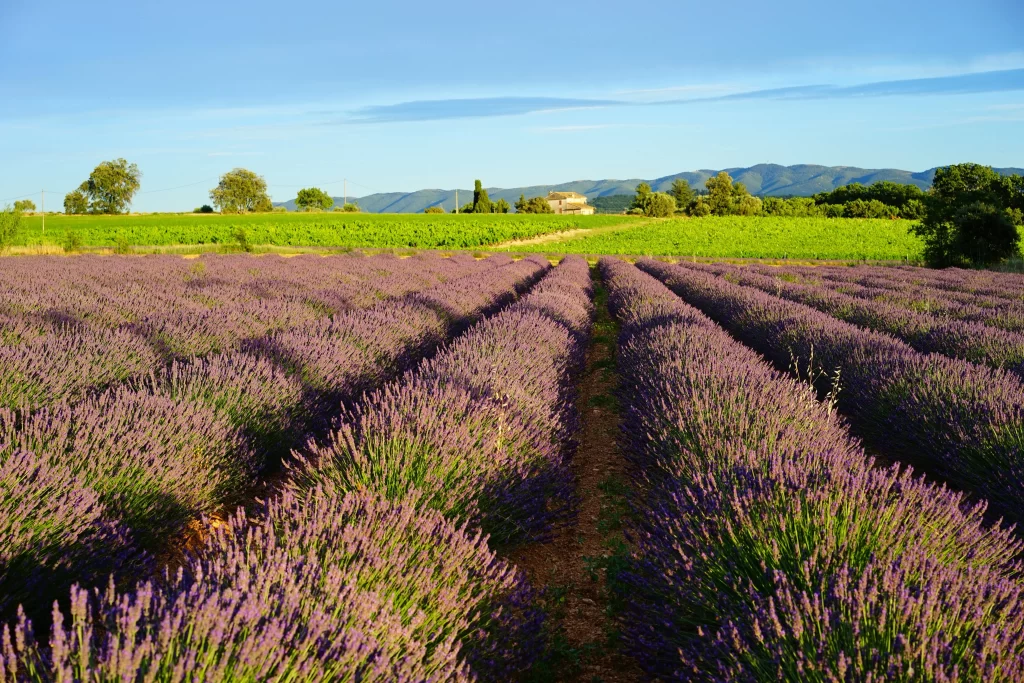 Purple Lavender Field Blooming Rows gray Greenery