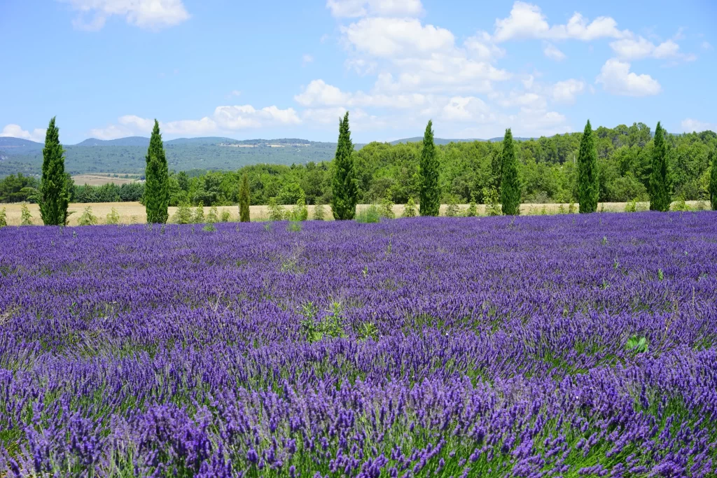 Purple Lavender Field Blooms Green Trees Blue Sky