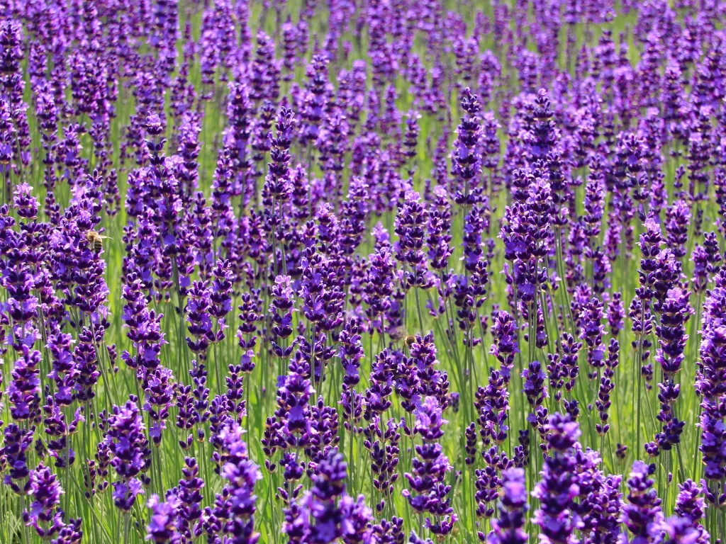 Purple Lavender Field Blooming Flowers Green cool Stems