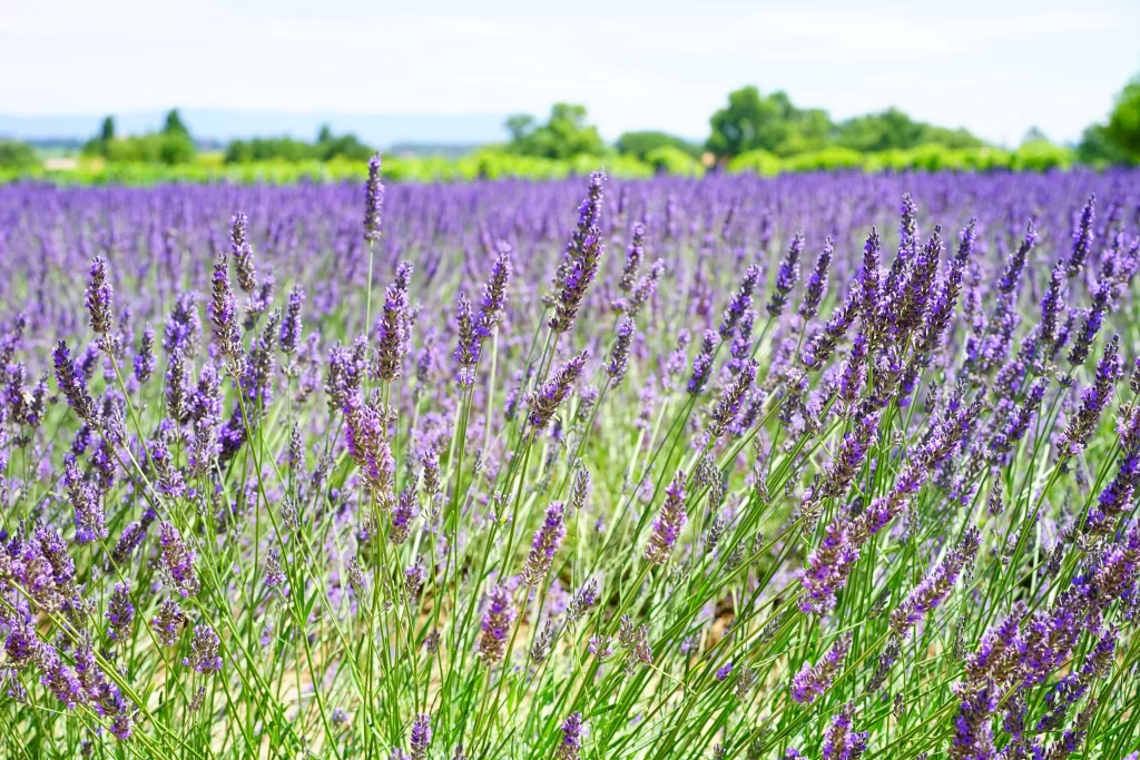 Purple Lavender Field Blooms Green Stems