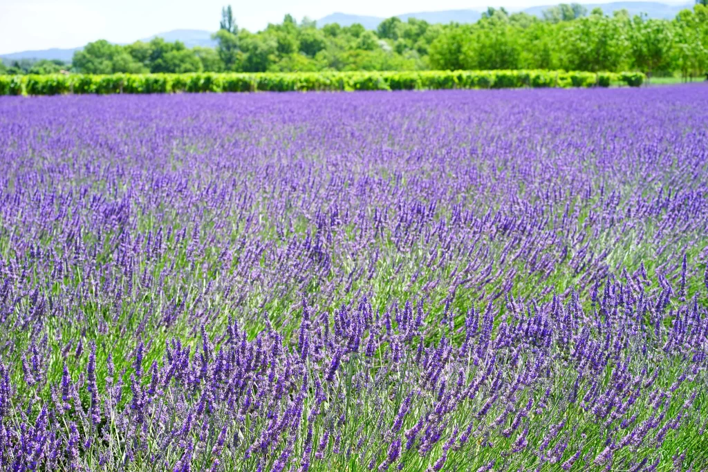 Purple Lavender Field Blooming gray Greenery