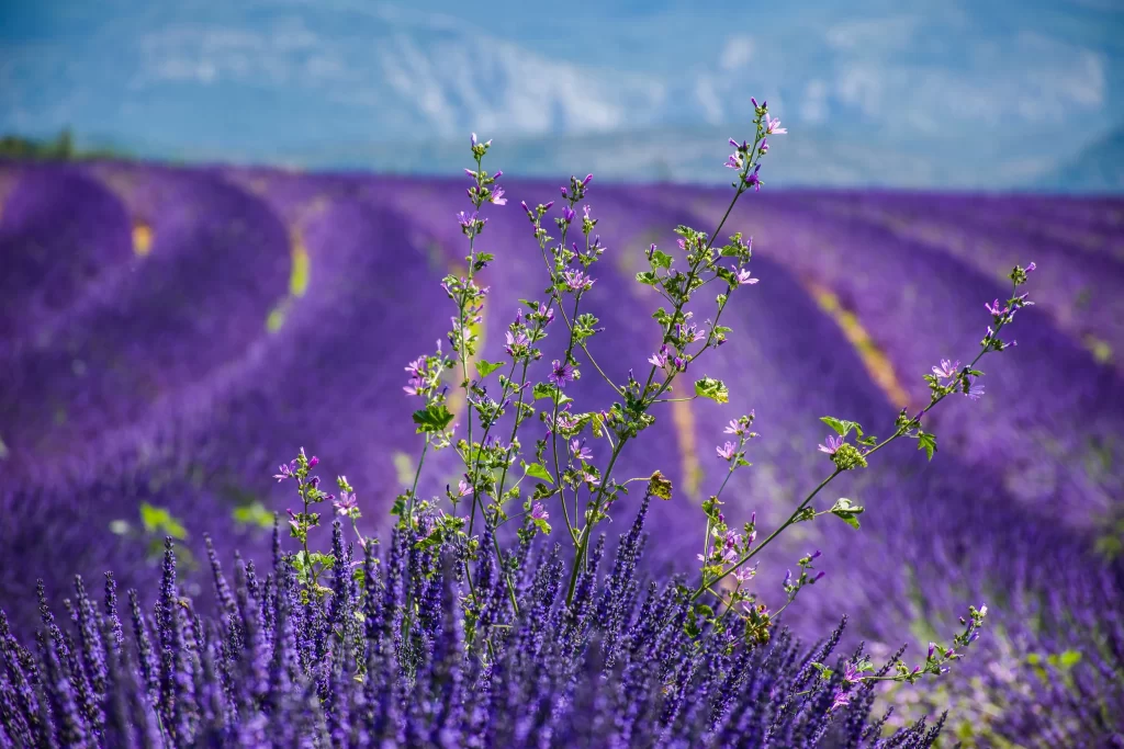 Purple Lavender Field Blooms cool Greenery