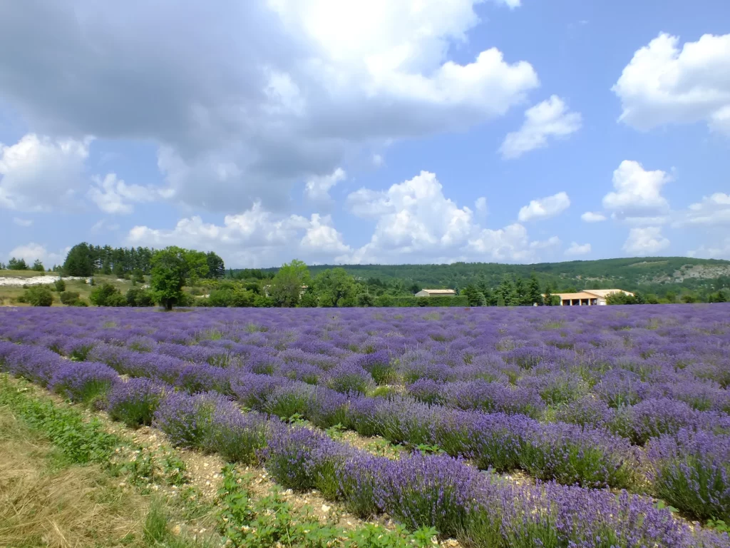 Purple Lavender Field Blooming Rows Greenery Sky