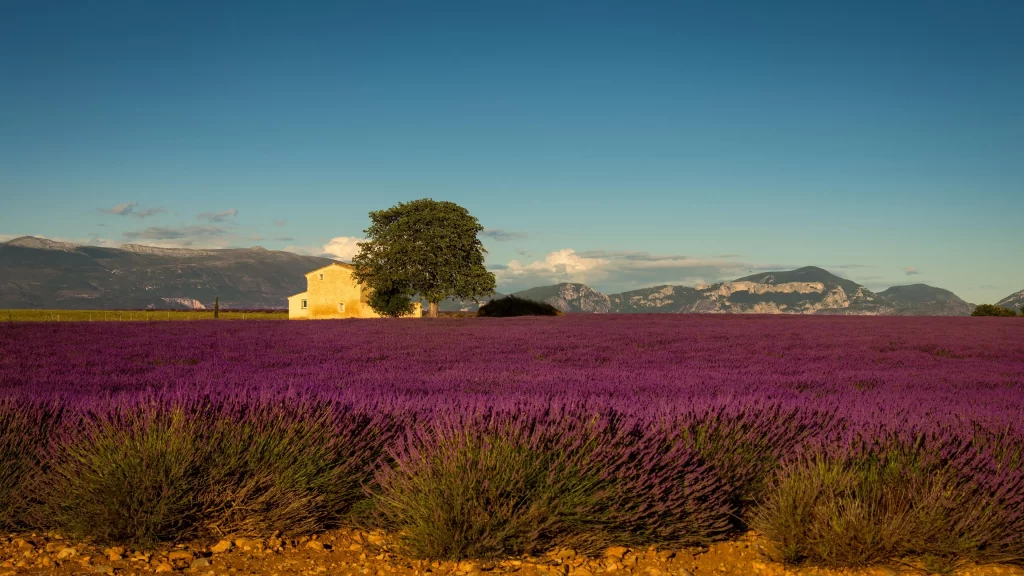 Purple Lavender Field Blooms Nature
