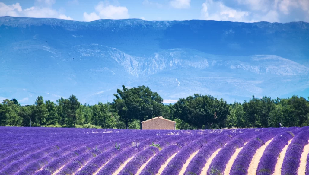 Purple Lavender Field Blooming Rows Greenery Mountain